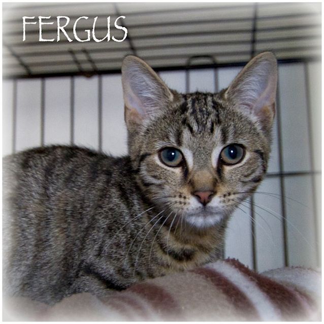 Photo of Fergus