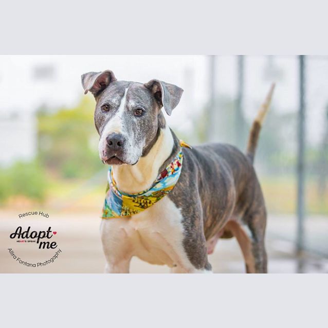 Photo of Diesel (Pcc 25)