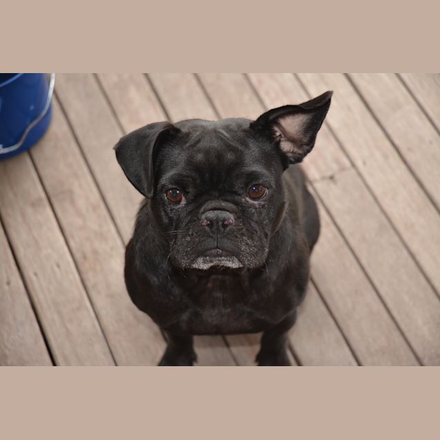 Photo of Bonnie