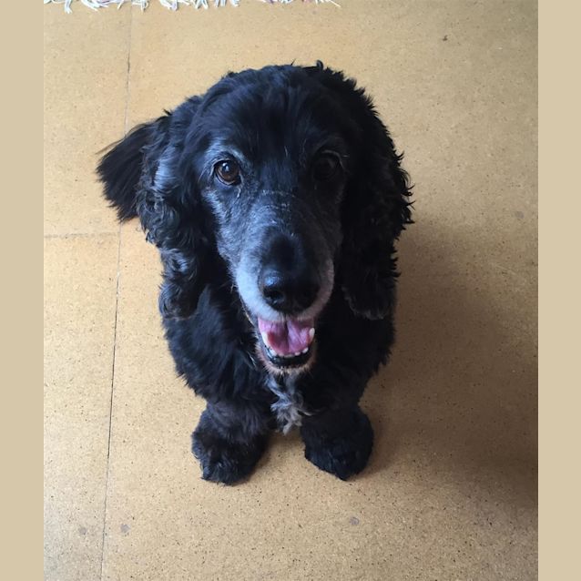 Photo of Merlin
