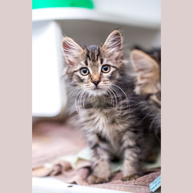 Photo of Oliver