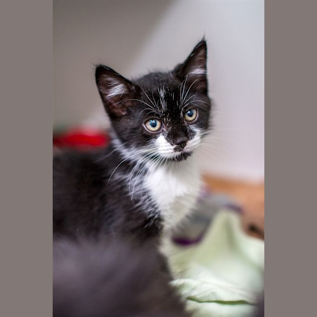 Photo of Oreo