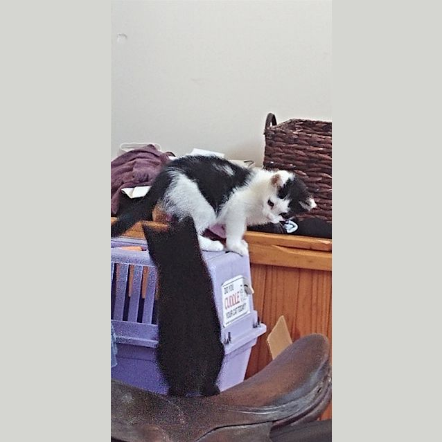 Photo of Moji
