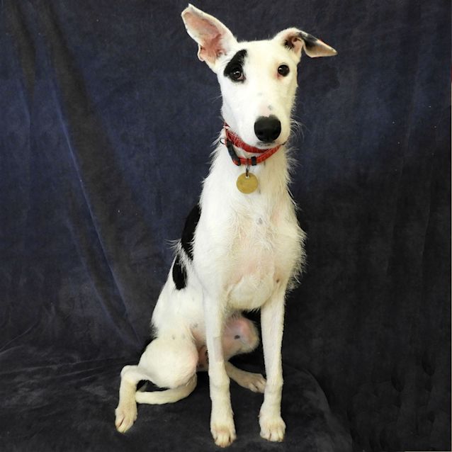 Photo of Spotty