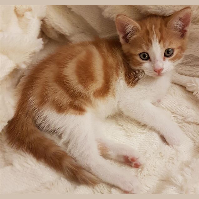 Photo of Rusty