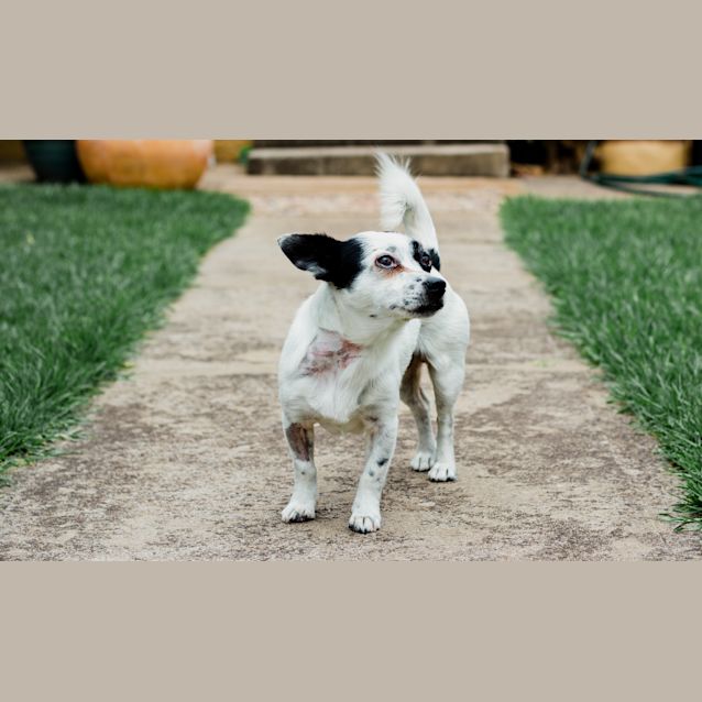 Photo of Patch & Lucy