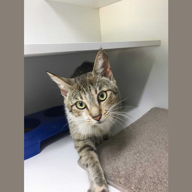 Photo of Tiger Lilly