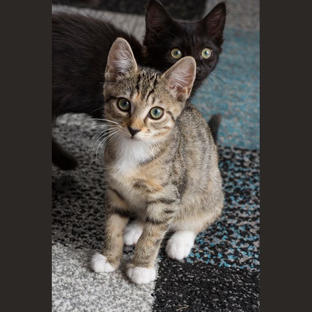 Photo of Dasher **2nd Chance Cat Rescue**