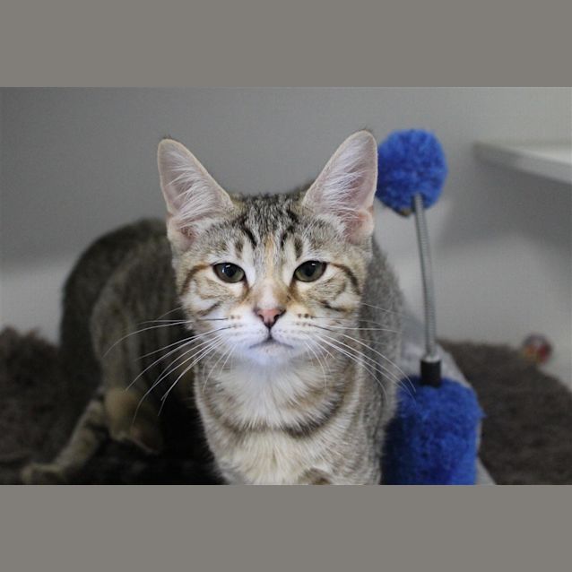 Photo of Callie