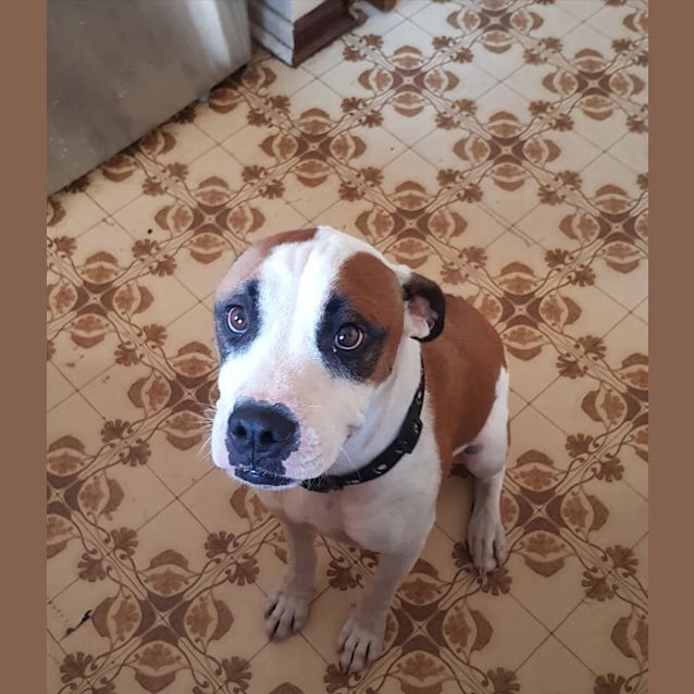 Photo of Patches