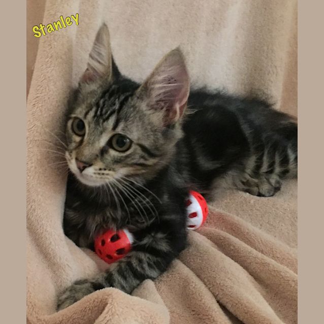 Photo of Owen & Stanley 