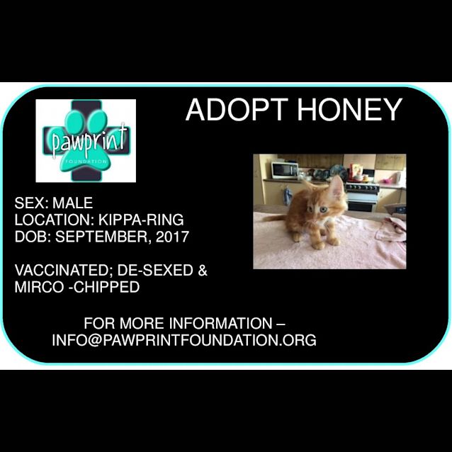 Photo of Honey
