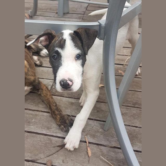 Photo of Whitey