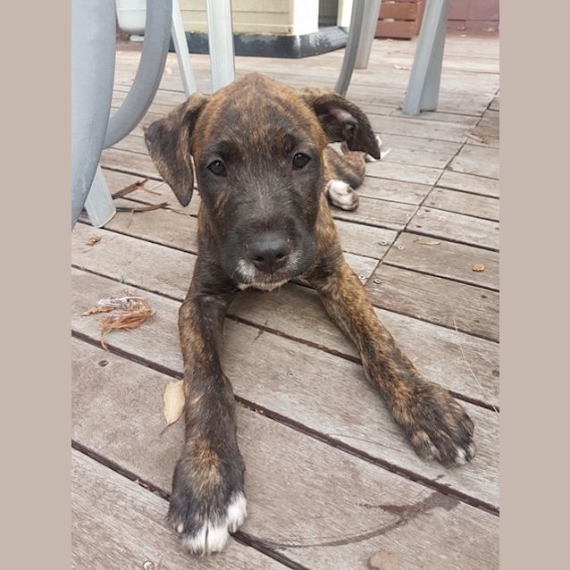 Photo of Scout