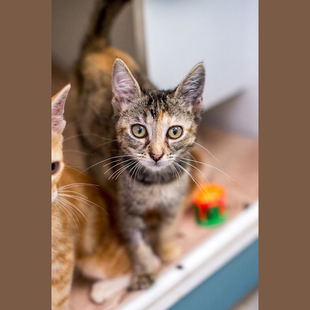 Photo of Duchess