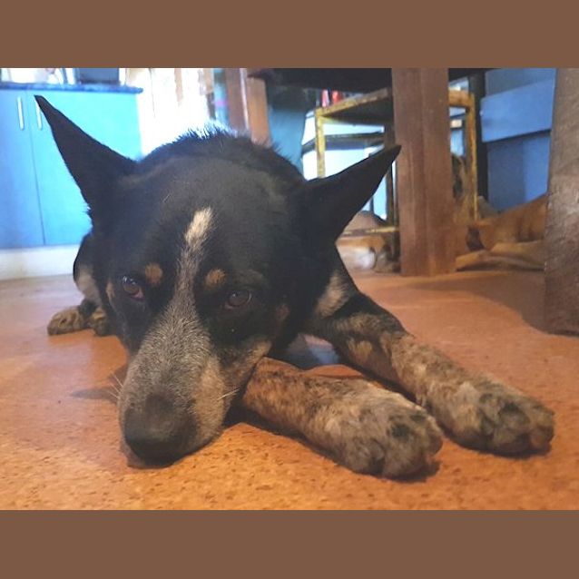 Photo of Lucky