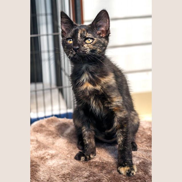 Photo of Trish **2nd Chance Cat Rescue**