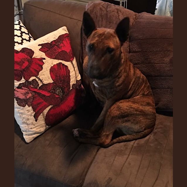 Photo of Molly   Foster Carer Needed