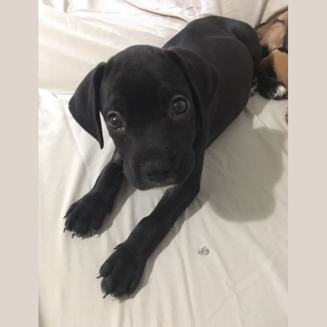 Photo of Griswald **Adoption Pending**