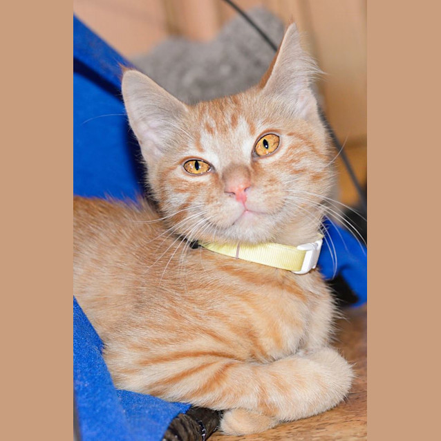 Photo of Masey ** 2nd Chance Cat Rescue **