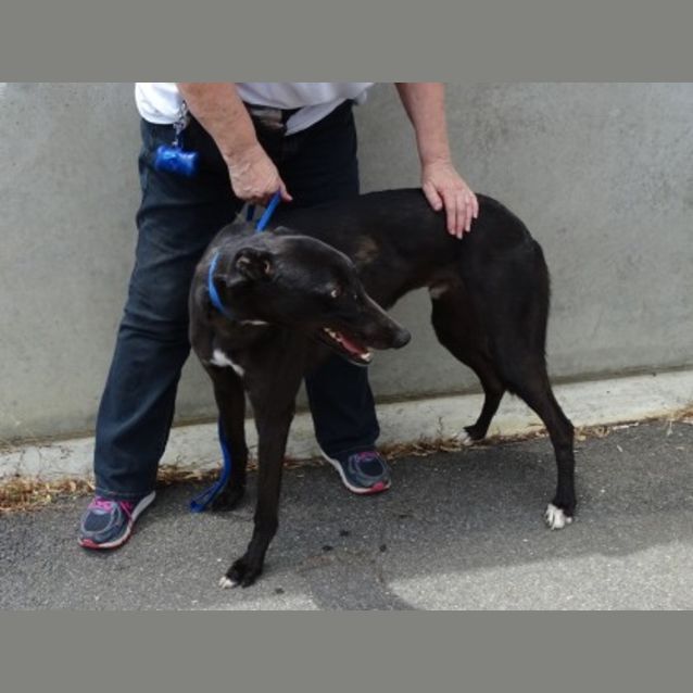 Photo of Comet
