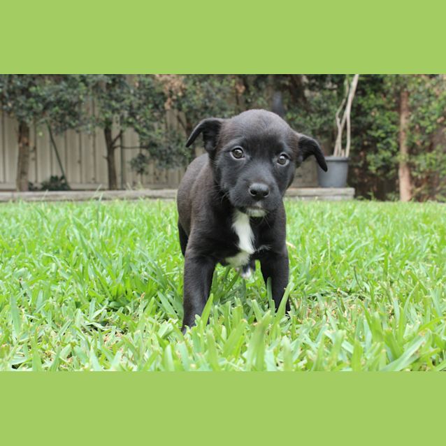 Photo of Dixie