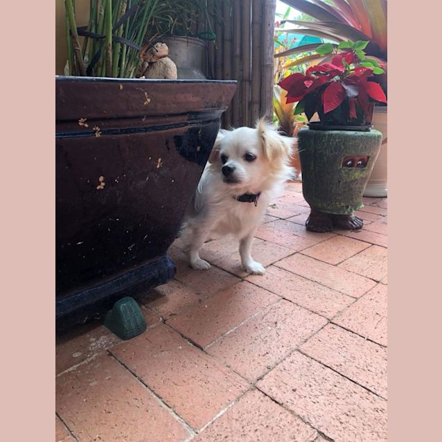 Photo of Bo