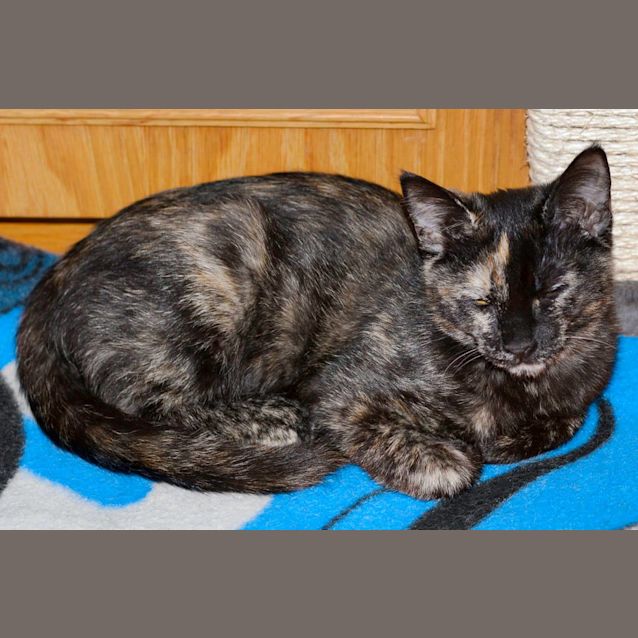 Photo of Anja **2nd Chance Cat Rescue**