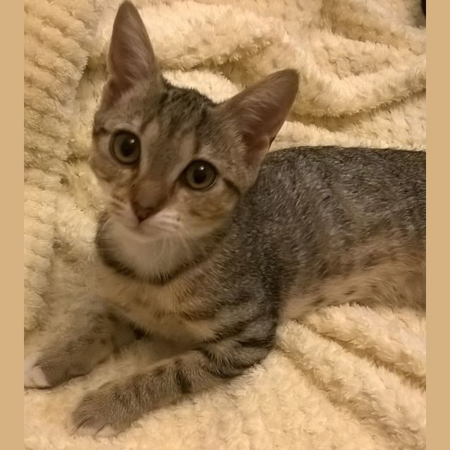 Photo of Bambi