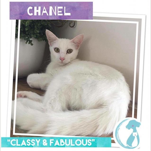 Photo of Chanel 