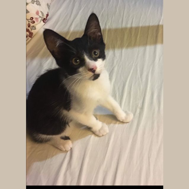 Photo of Cosmo