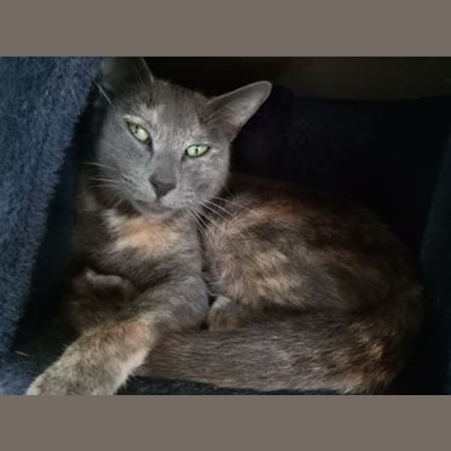 Photo of Sera