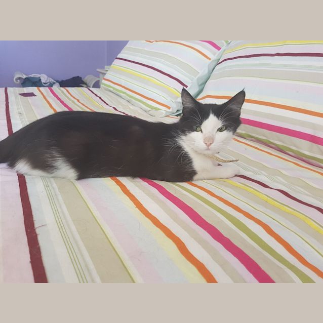 Photo of Genevive ^^Dandy Cat Rescue^^