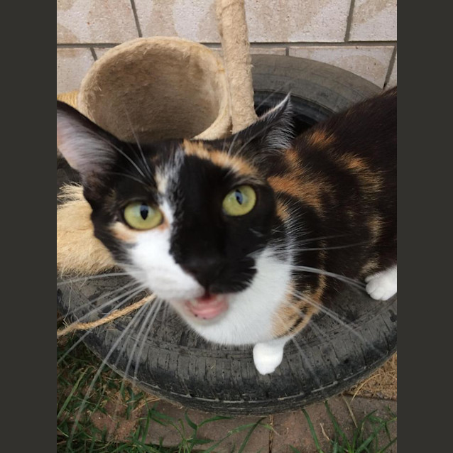 Photo of Phoebe