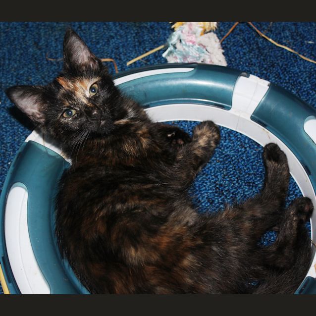 Photo of Torti Two 