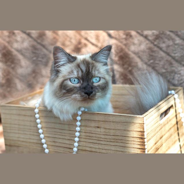 Photo of Delilah **2nd Chance Cat Rescue**