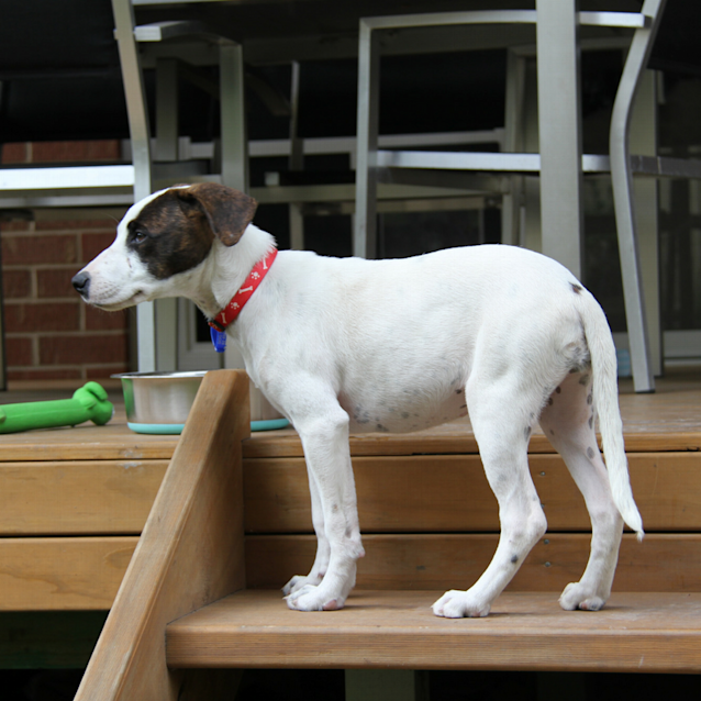 Photo of Nala ~ Staffy X Lab Puppy (On Trial 19/2/2018)