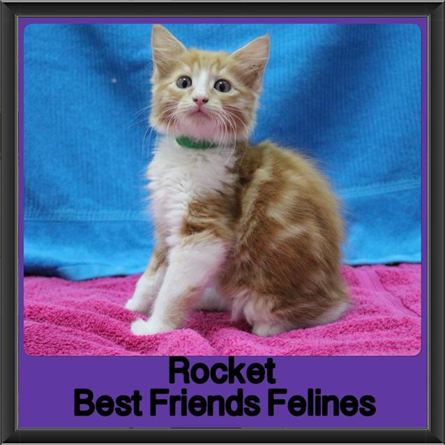 Photo of Rocket 