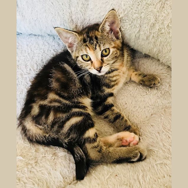 Photo of Edina **2nd Chance Cat Rescue**