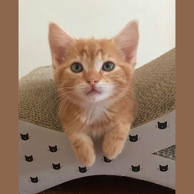Photo of Shannon **2nd Chance Cat Rescue**