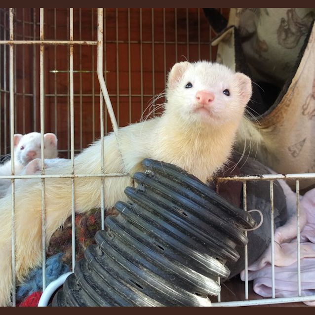 Photo of Juliet