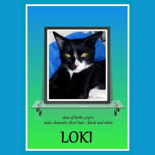 Photo of Loki