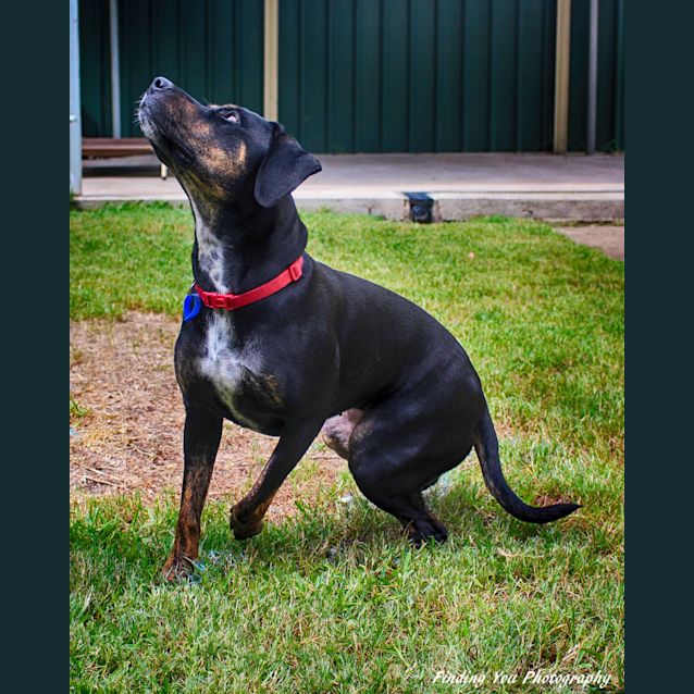 Photo of Jedda ~ Staffy X Mastiff (On Trial 12/8/18)