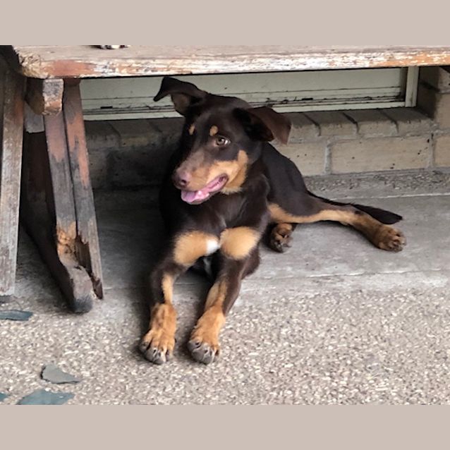 Photo of Ranger