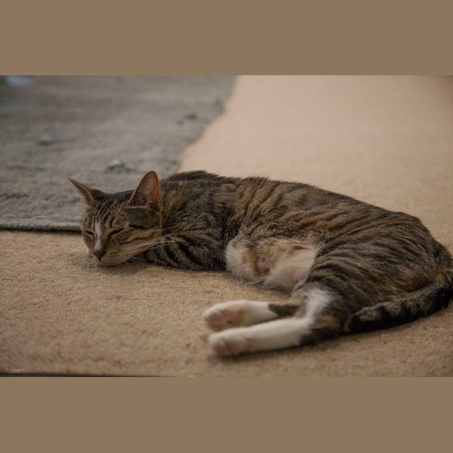 Photo of Vera *•Adopt Me•* Adoption Fee Reduced. 