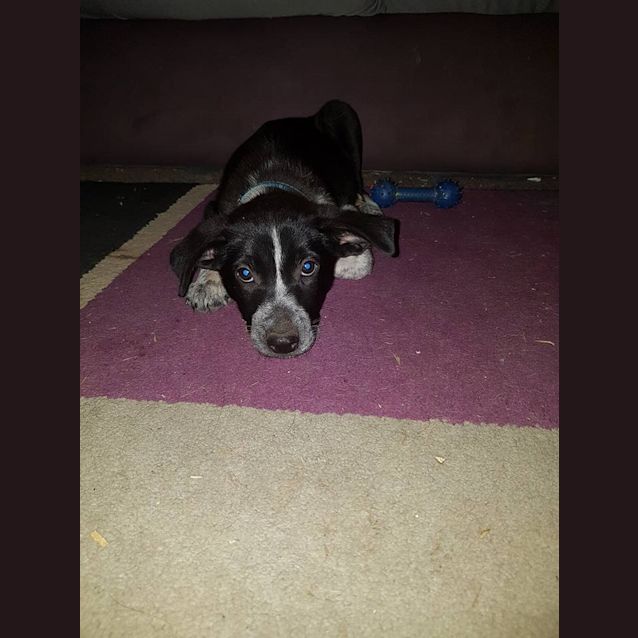 Photo of Rollo 