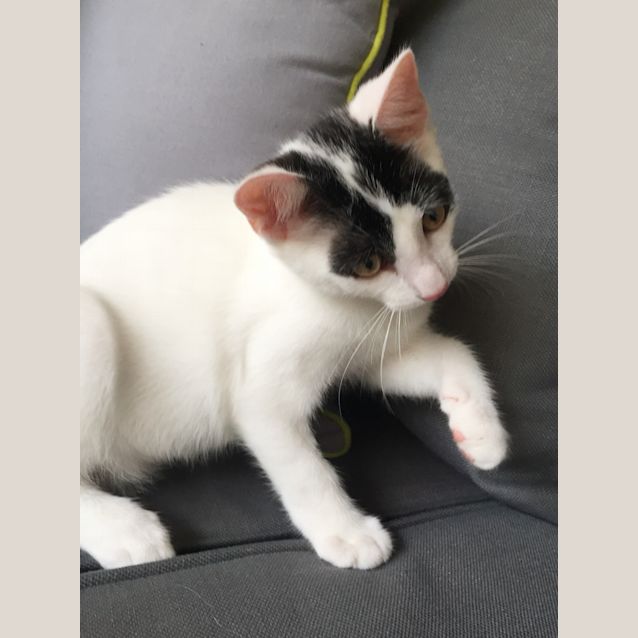 Photo of Ace ~ Kitten (On Trial 30/7/2018)