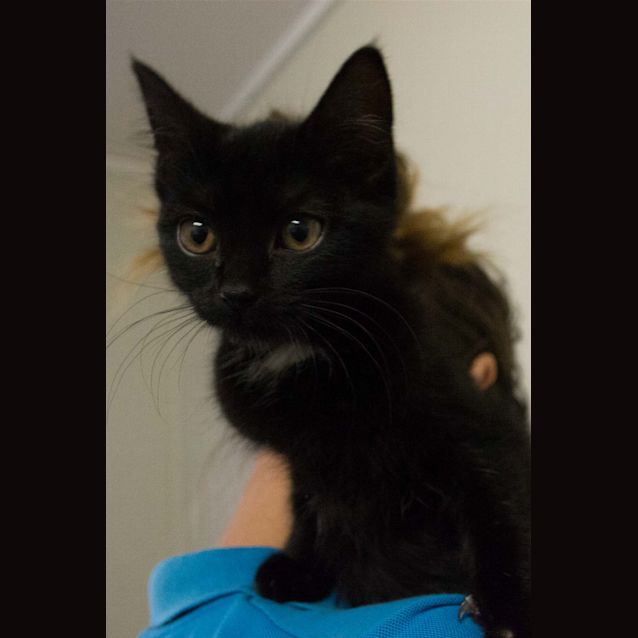 Photo of Midnight 
