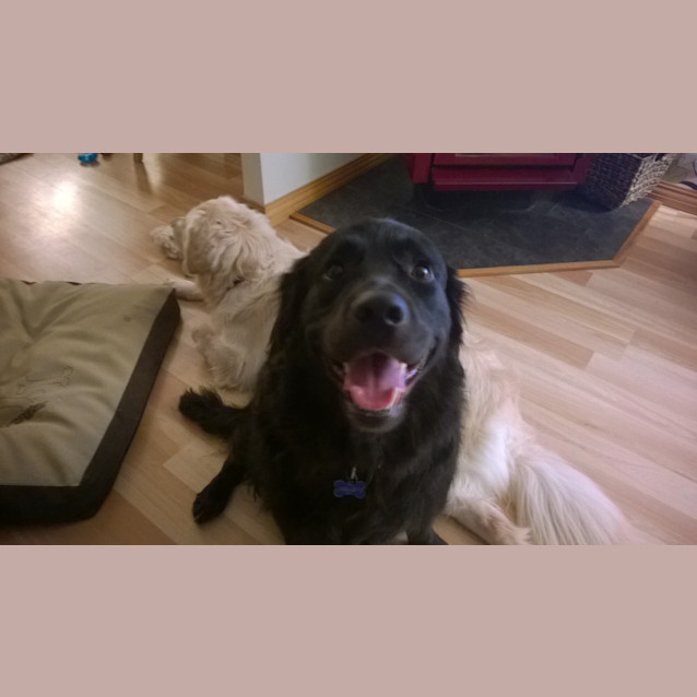 Photo of Winnie 1812 & Jett 1813