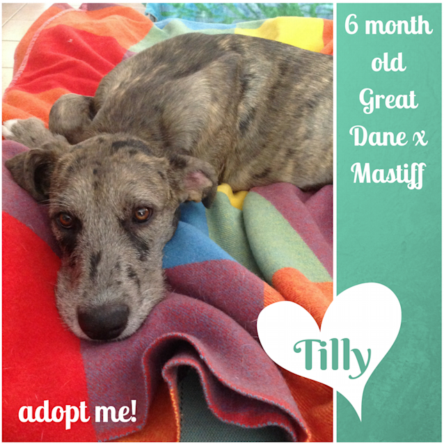 Photo of Tilly ~ Great Dane X Mastiff (On Trial 28/2/2018)